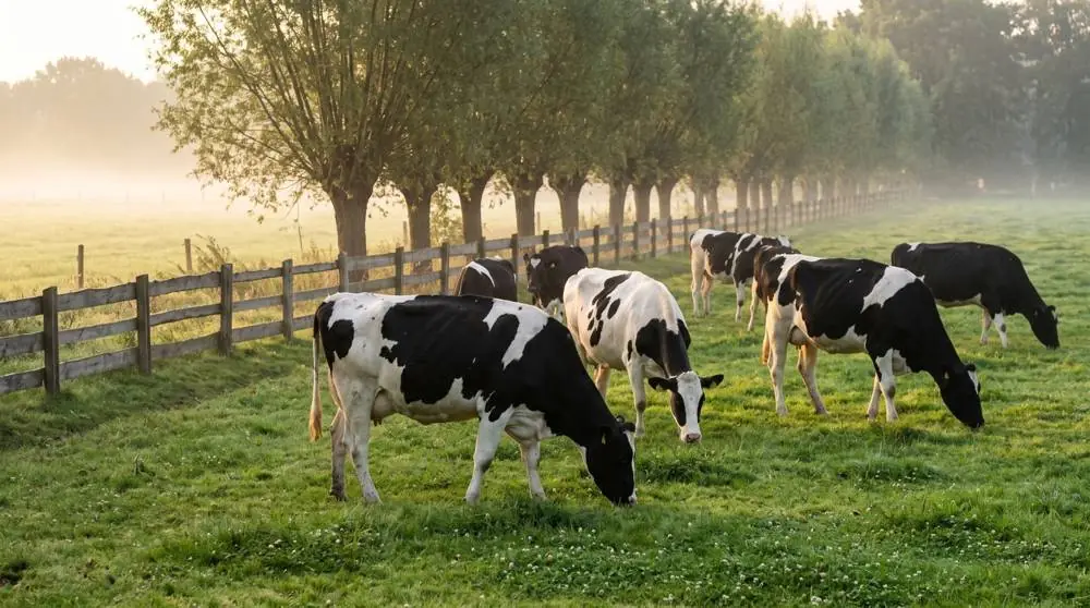 Holstein-Kühe auf einer Weide