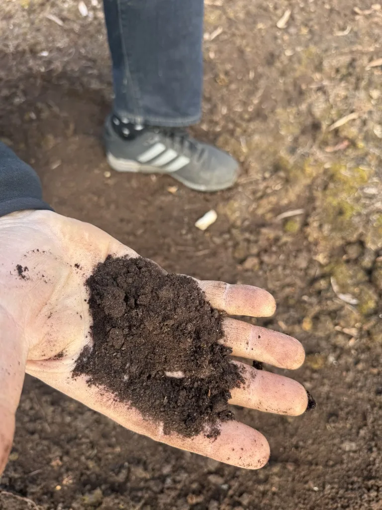 Hand mit feinem, schwarzem, krümeligem Moorboden