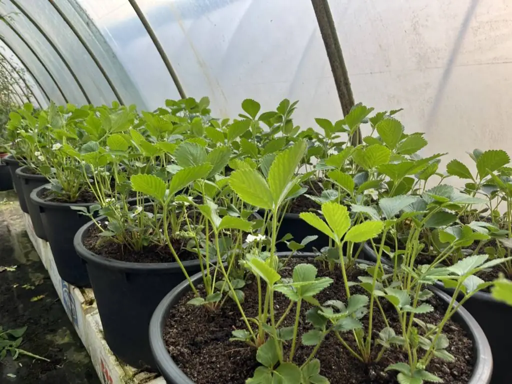 Erdbeerpflanzen mit Blüten in großen Töpfen im Folientunnel