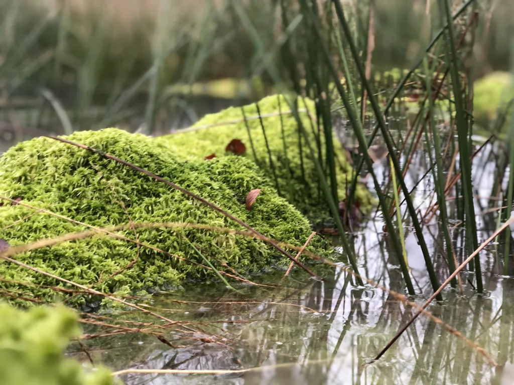 Leuchtend grüne Torfmoospolster zwischen Binsen im Wasser