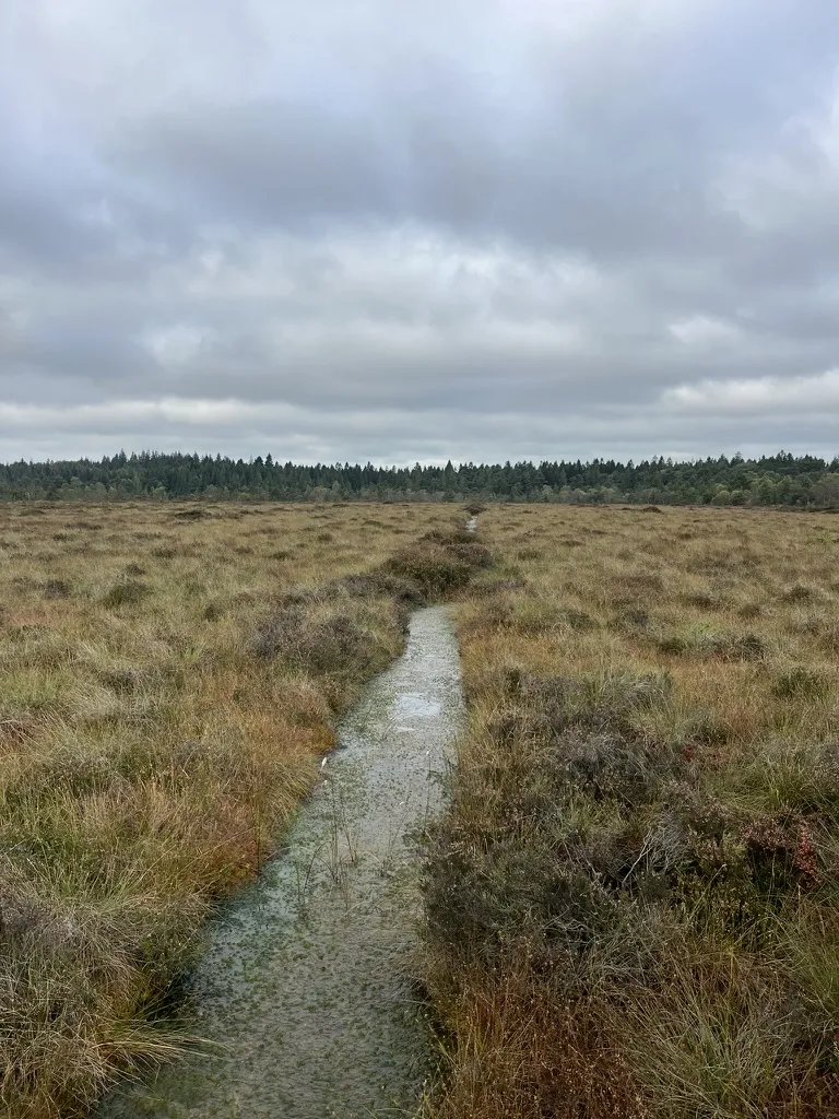 Wassergefüllter Pfad durch ein Hochmoor mit Gräsern und Heide