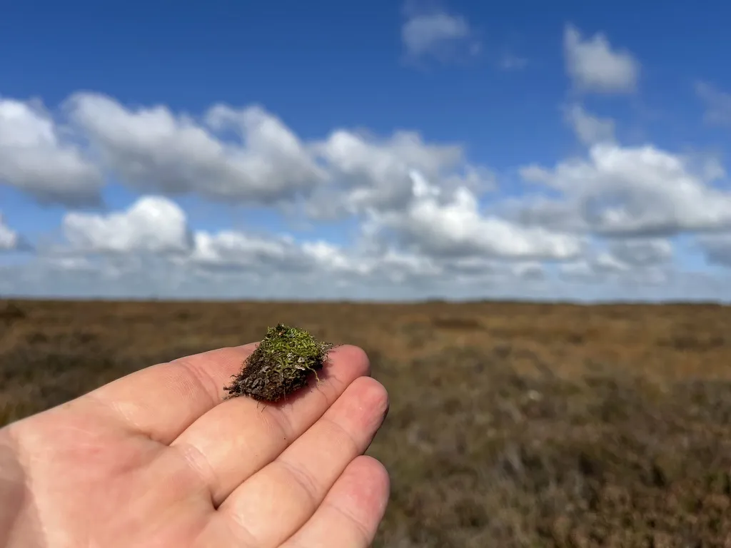 Torfmoos in der Hand vor weiter Moorlandschaft