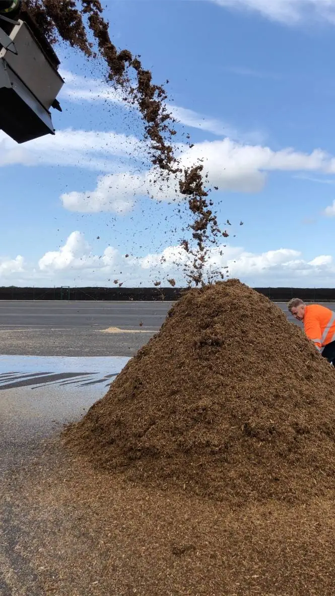 Holzhäcksel fallen von einem Förderband auf einen Haufen