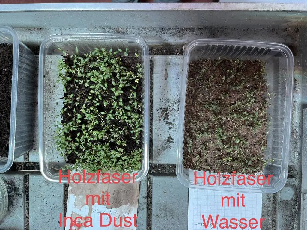 Zwei Schalen mit Kresse auf Holzfaser, links beschriftet mit Inca Dust, rechts mit Wasser