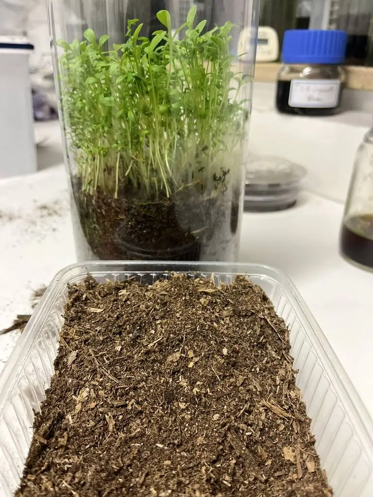 Kresse wächst in einem geschlossenen Glas im Labor, davor eine Schale mit Substratprobe