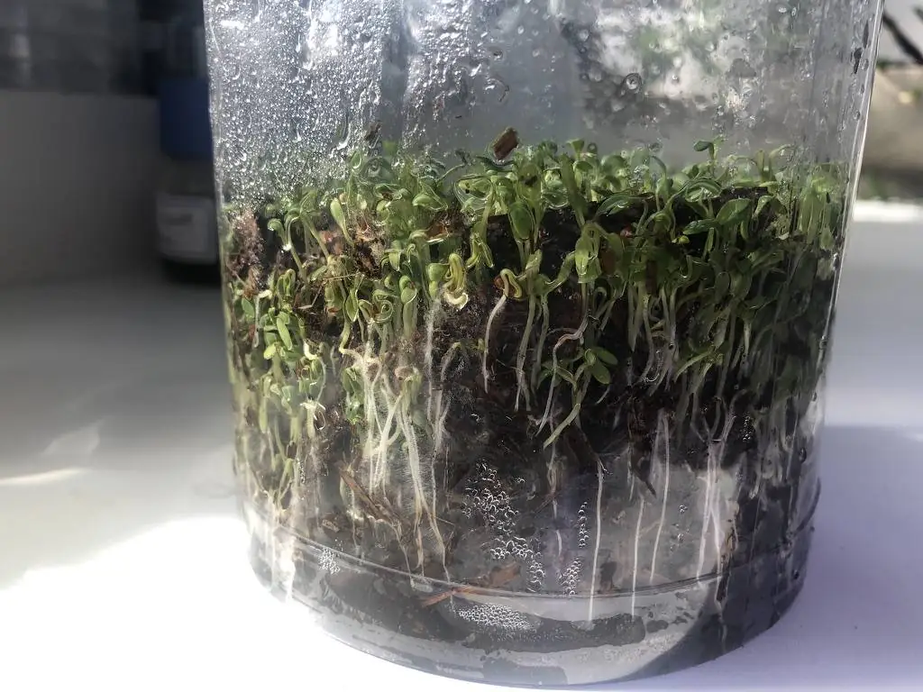 Kressekeimlinge mit langen weißen Wurzeln an der Glaswand