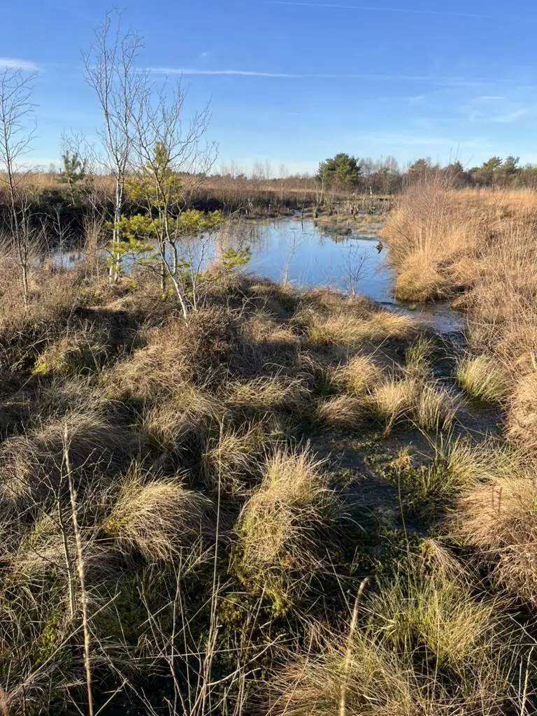 Wiedervernässtes Moor mit Grasbulten, jungen Birken und Wasser