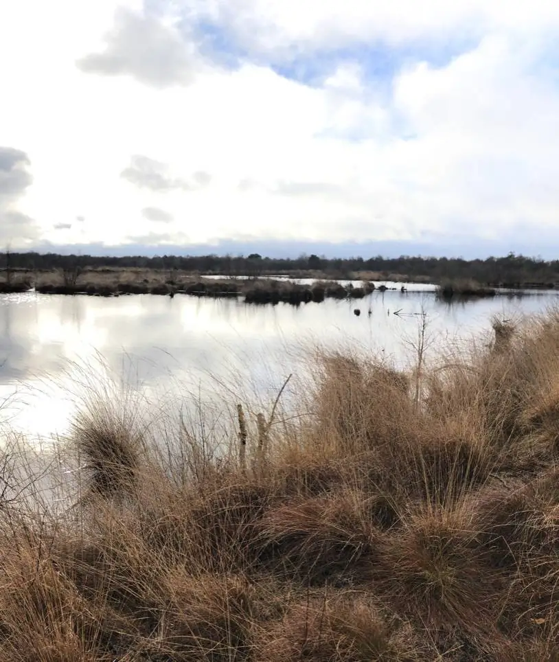 Offene Wasserfläche im Moor, vorne trockene Grashorste