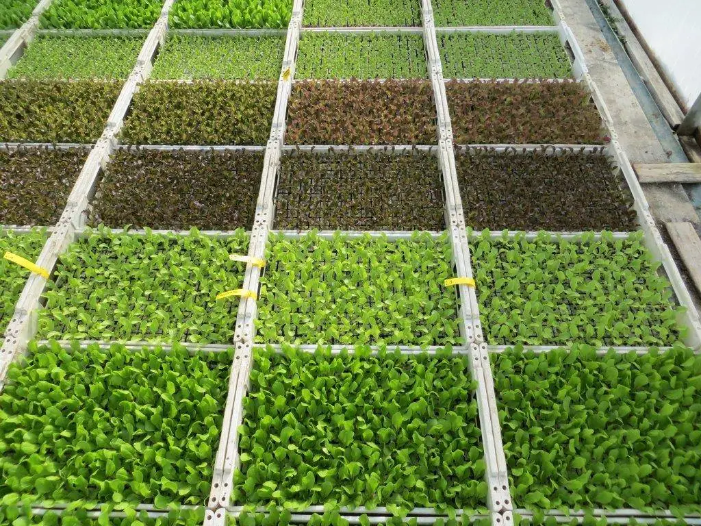 Viele Paletten mit grünen und roten Salat-Jungpflanzen