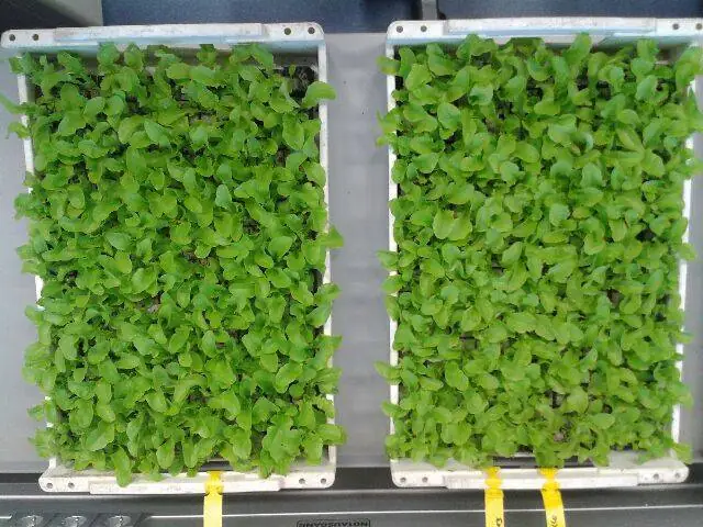 Zwei Kisten mit Salat-Jungpflanzen nebeneinander zum Vergleich