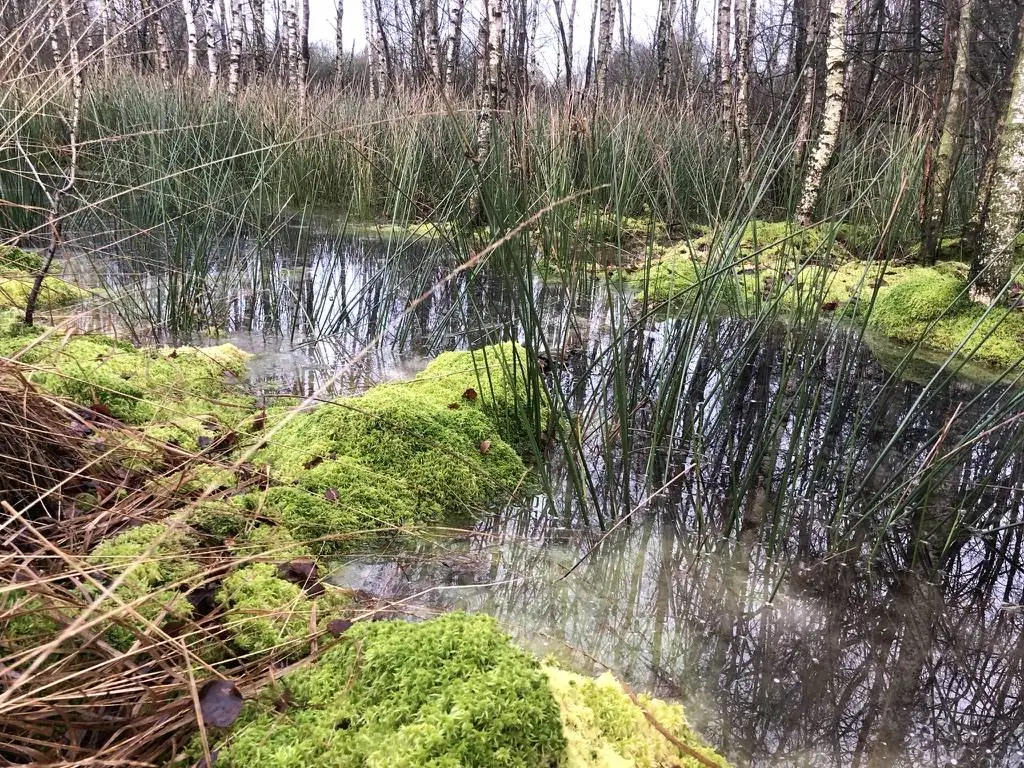 Leuchtend grüne Torfmoos-Polster zwischen Binsen und Birken im Wasser