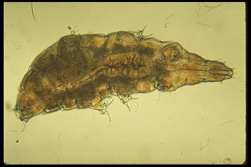 Bärtierchen (Milnesium tardigradum)