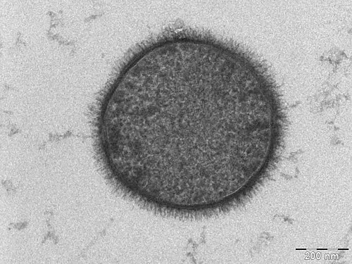 Bodenbakterium, stark vergrößert