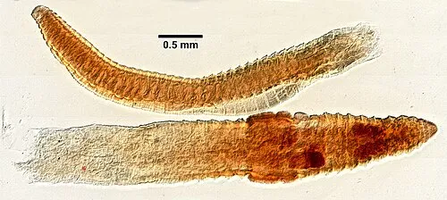Topfwurm (Enchyträe) (Enchytraeidae)