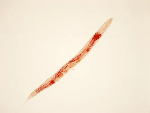 Fadenwurm (Caenorhabditis elegans)