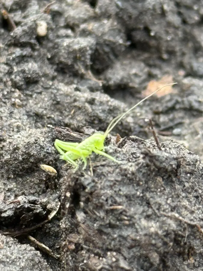 Heuschrecken-Nymphe (Tettigoniidae) auf The Good Ones Farm