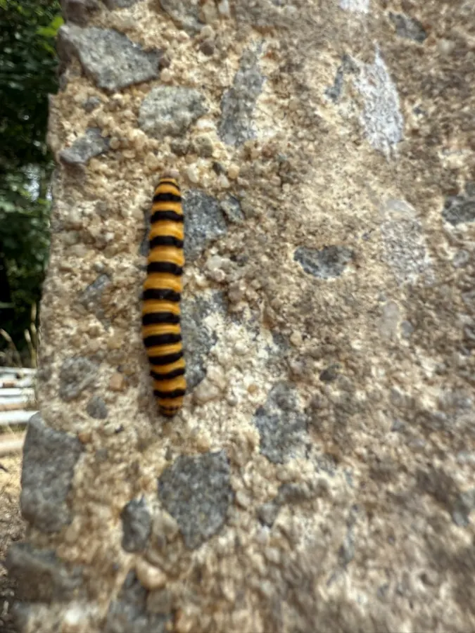 Jakobskrautbär (Raupe) (Tyria jacobaeae) auf The Good Ones Farm