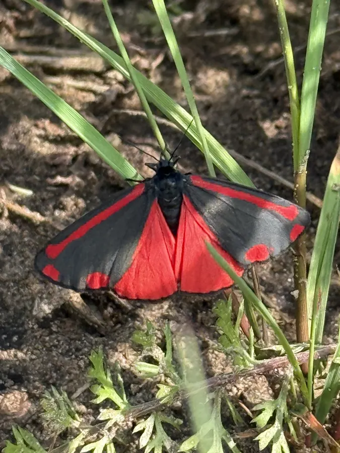 Jakobskrautbär (Falter) (Tyria jacobaeae) auf The Good Ones Farm