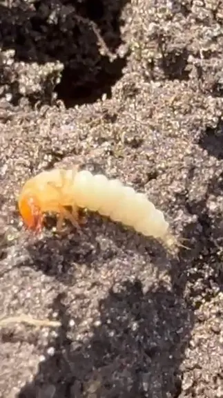 Käferlarve (Coleoptera) auf The Good Ones Farm