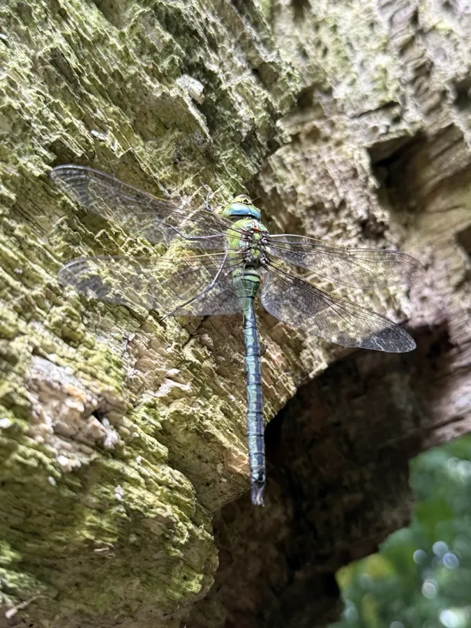 Königslibelle (Anax sp.) auf The Good Ones Farm