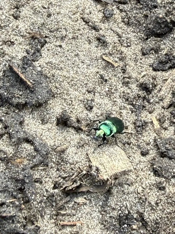 Laufkäfer (Carabidae) auf The Good Ones Farm