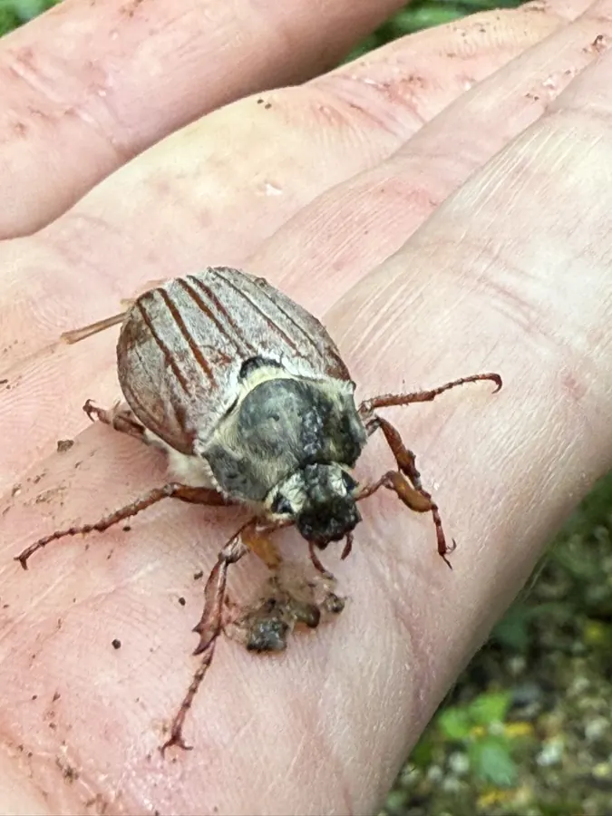 Maikäfer (Melolontha sp.) auf The Good Ones Farm