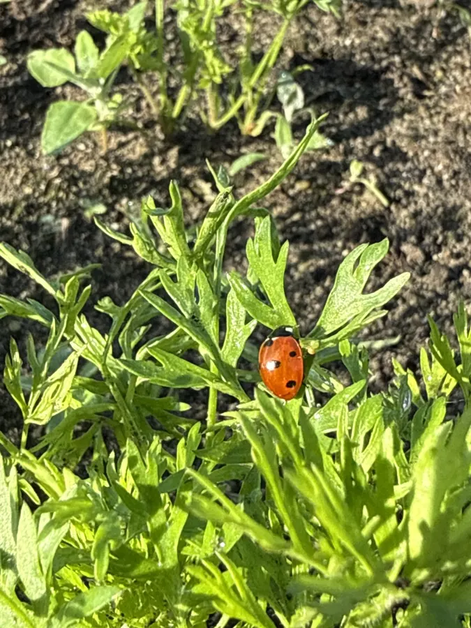 Siebenpunkt-Marienkäfer (Coccinella septempunctata) auf The Good Ones Farm