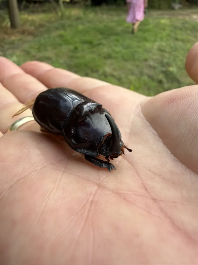 Nashornkäfer (Oryctes nasicornis) auf The Good Ones Farm