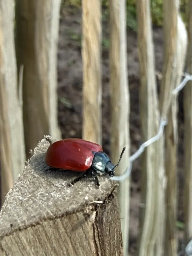 Pappelblattkäfer (Chrysomela populi) auf The Good Ones Farm