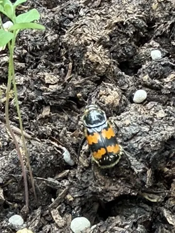 Totengräber (Nicrophorus sp.) auf The Good Ones Farm