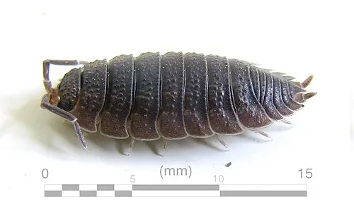 Kellerassel (Porcellio scaber)