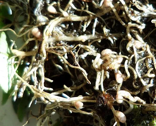 Wurzelknöllchen (Rhizobium)