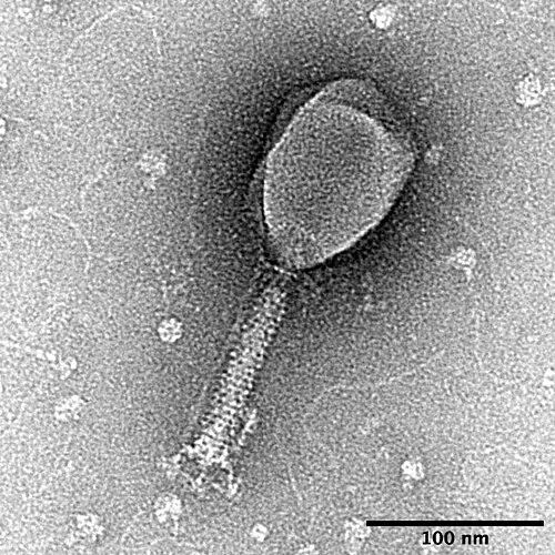 Phage (Bakterienvirus (T2))