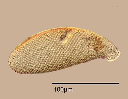 Schalenamöbe (Cyphoderia ampulla)