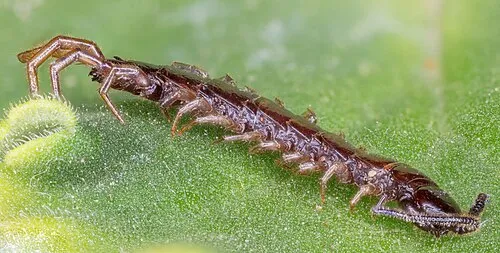 Steinläufer (Lithobius forficatus)