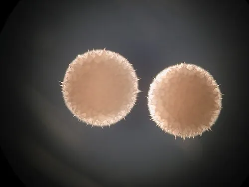 Streptomyceten (Streptomyces hygroscopicus)