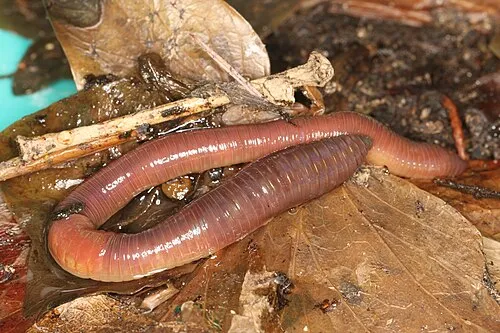 Tauwurm im Boden